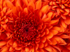 a closeup red chrysanthemum flower