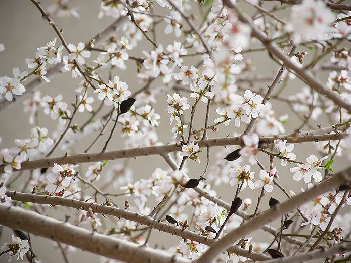 cherryblossom