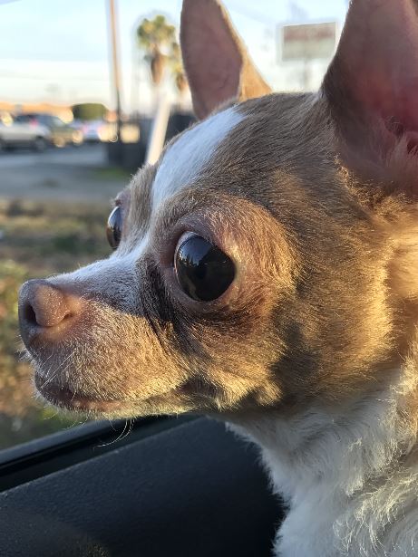 cute dog