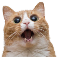 spacecat